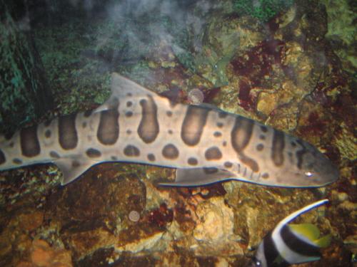 рыбы акванариума в Брэйе