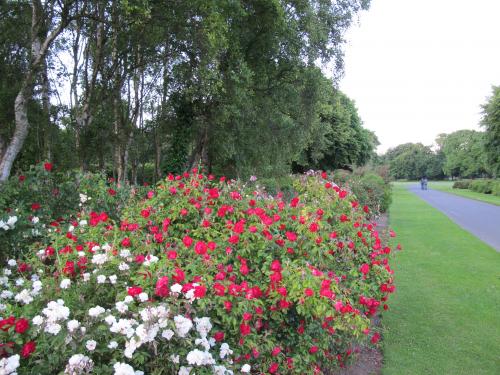 Розы в саду парка Святой Анны